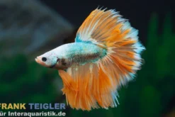 Halfmoon Kampffisch Butterfly yellow, Männchen, Betta splendens