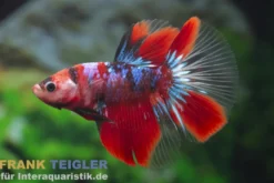 Halfmoon Kampffisch Candy, Betta splendens, Männchen, NZ