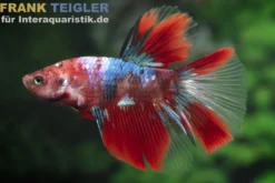 Halfmoon Kampffisch Candy, Betta splendens, Männchen, NZ