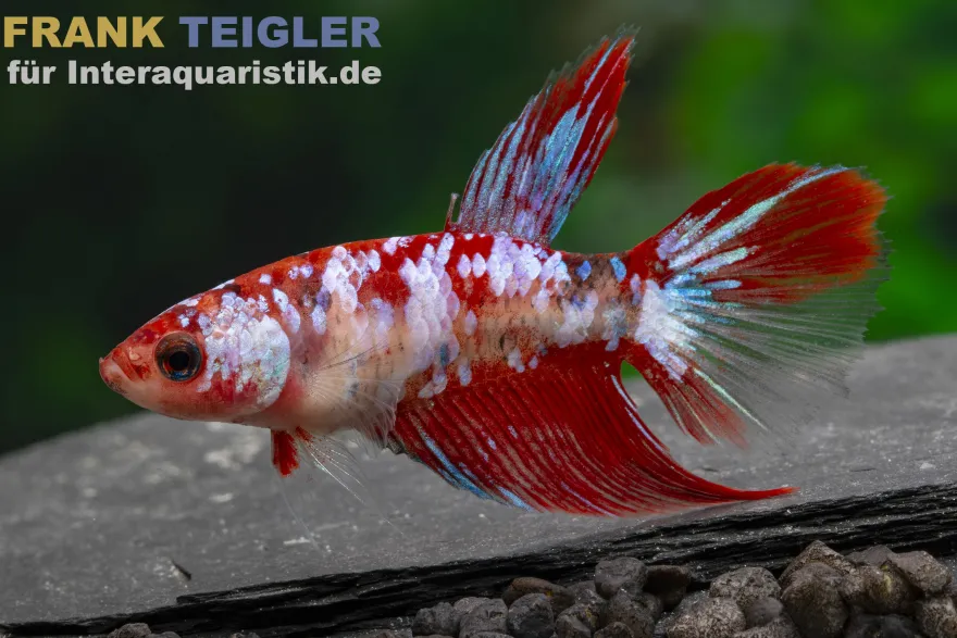 Halfmoon Kampffisch Candy, Betta splendens, Männchen, NZ