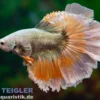 Halfmoon Kampffisch Copper Dragon orange, Männchen, Betta splendens
