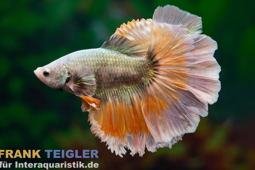 Halfmoon Kampffisch Copper Dragon orange, Männchen, Betta splendens