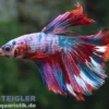 Halfmoon Kampffisch Galaxy, Männchen, Betta splendens