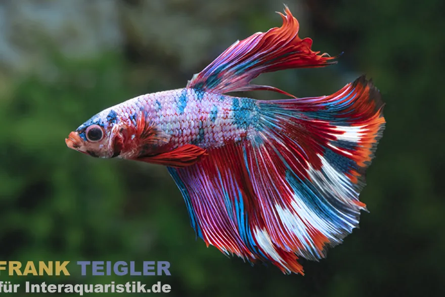 Halfmoon Kampffisch Galaxy, Männchen, Betta splendens