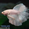 Halfmoon Kampffisch Ghost, Männchen, Betta splendens