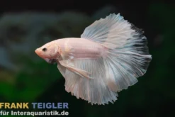 Halfmoon Kampffisch Ghost, Männchen, Betta splendens