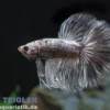 Halfmoon Kampffisch Grizzle, Männchen, Betta splendens