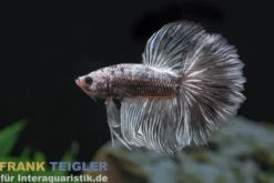 Halfmoon Kampffisch Grizzle, Männchen, Betta splendens