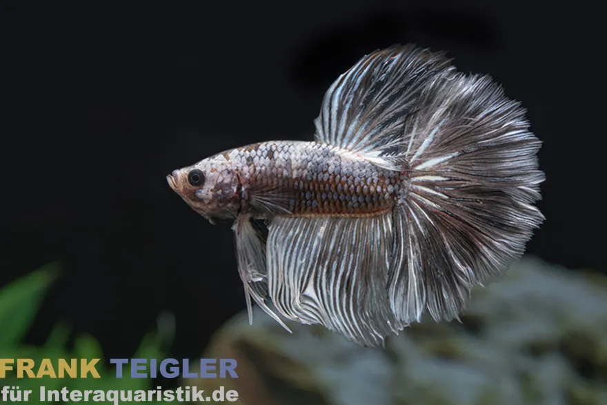 Halfmoon Kampffisch Grizzle, Männchen, Betta splendens