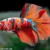 Halfmoon Kampffisch Koi Männchen, Betta Halfmoon Koi, NZ