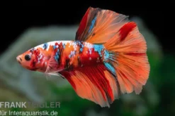 Halfmoon Kampffisch Koi Männchen, Betta Halfmoon Koi, NZ