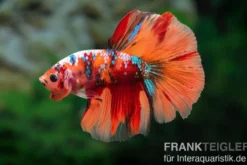 Halfmoon Kampffisch Koi Männchen, Betta Halfmoon Koi, NZ