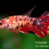 Halfmoon Kampffisch Koi Weibchen, Betta Halfmoon Koi Fancy, NZ