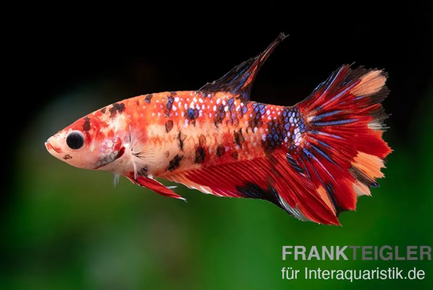 Halfmoon Kampffisch Koi Weibchen, Betta Halfmoon Koi Fancy, NZ