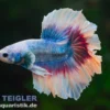 Halfmoon Kampffisch Mask Blue, Männchen, Betta splendens
