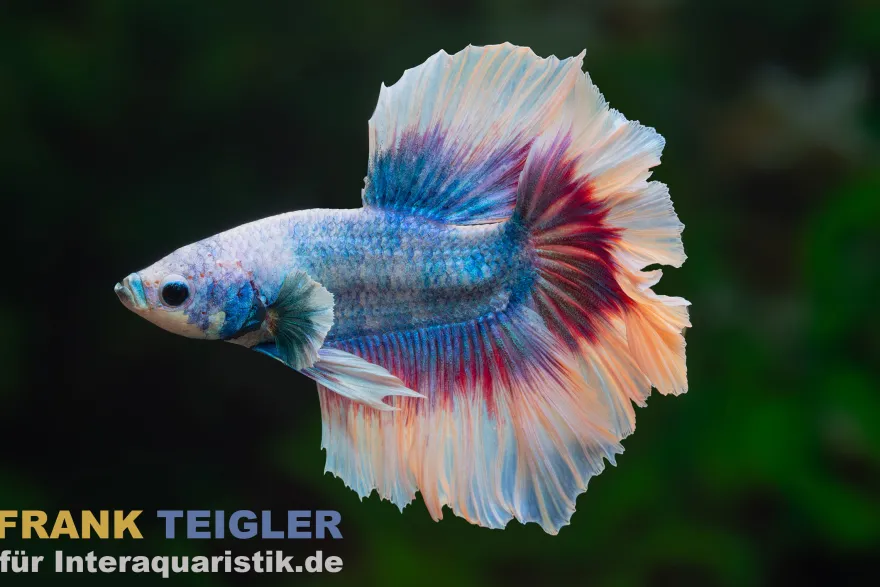 Halfmoon Kampffisch Mask Blue, Männchen, Betta splendens