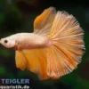 Halfmoon Kampffisch Mask Gold, Männchen, Betta splendens