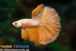 Halfmoon Kampffisch Mask Gold, Männchen, Betta splendens