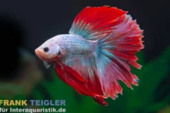 Halfmoon Kampffisch Mask Green, Männchen, Betta splendens