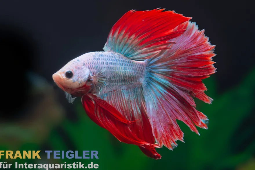 Halfmoon Kampffisch Mask Green, Männchen, Betta splendens