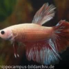 Halfmoon Kampffisch mirabell, Männchen, Betta splendens
