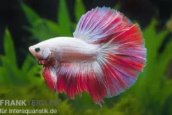 Halfmoon Kampffisch Multicolor NZ, Männchen, Betta splendens