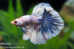 Halfmoon Kampffisch Multicolor NZ, Männchen, Betta splendens