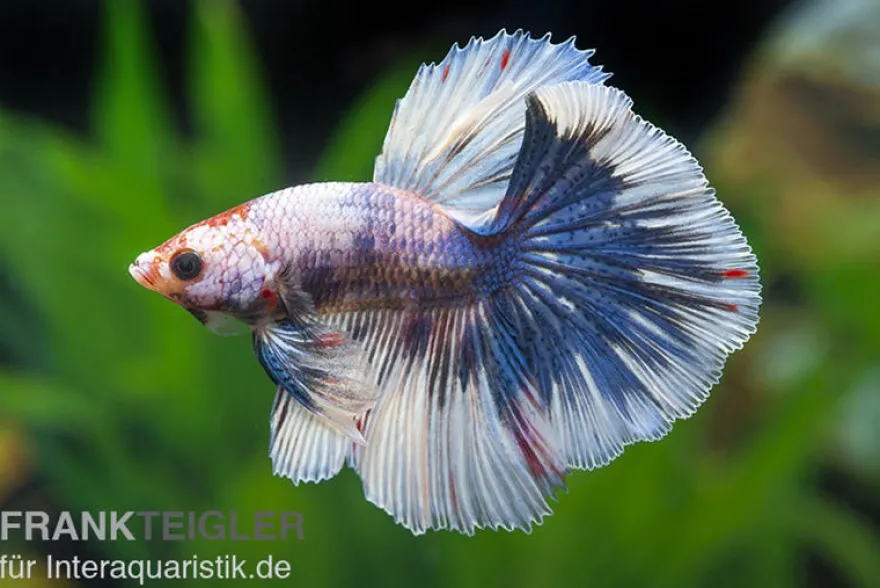Halfmoon Kampffisch Multicolor NZ, Männchen, Betta splendens