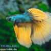 Halfmoon Kampffisch Mustard Gas, Männchen, Betta splendens