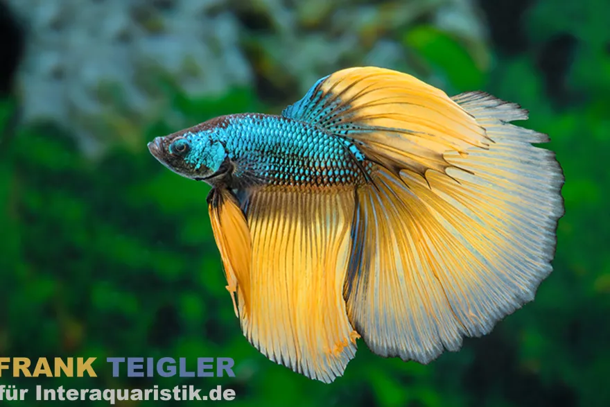 Halfmoon Kampffisch Mustard Gas, Männchen, Betta splendens