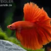 Halfmoon Kampffisch rot, Männchen, Betta splendens
