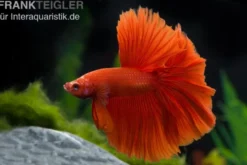 Halfmoon Kampffisch rot, Männchen, Betta splendens