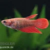 Halfmoon Kampffisch rot, Weibchen, Betta splendens