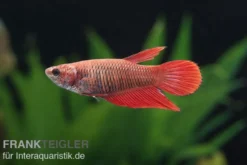 Halfmoon Kampffisch rot, Weibchen, Betta splendens