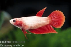 Halfmoon Kampffisch rot, Weibchen, Betta splendens