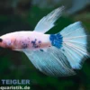 Halfmoon Kampffisch Tattoo, Männchen, Betta splendens