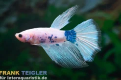 Halfmoon Kampffisch Tattoo, Männchen, Betta splendens