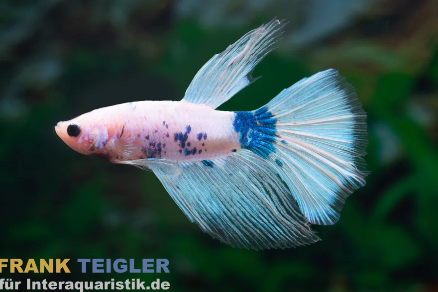 Halfmoon Kampffisch Tattoo, Männchen, Betta splendens