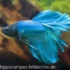Halfmoon Kampffisch türkis, Männchen, Betta splendens