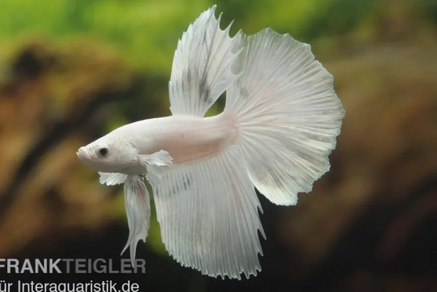 Halfmoon Kampffisch weiß, Männchen, Betta splendens