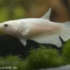 Halfmoon Kampffisch weiß, Weibchen, Betta splendens