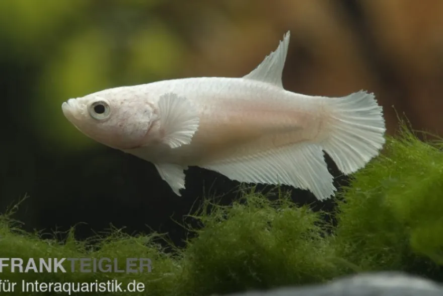 Halfmoon Kampffisch weiß, Weibchen, Betta splendens