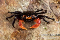 Halloween-Minilandkrabbe, Lepidothelphusa limau, Zufällig ausgewählt