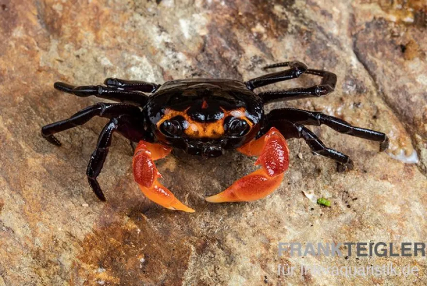 Halloween-Minilandkrabbe, Lepidothelphusa limau, Zufällig ausgewählt