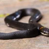 Halsbandnatter, Diadophis punctatus
