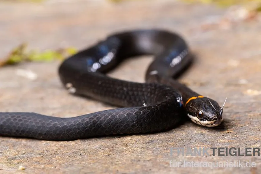 Halsbandnatter, Diadophis punctatus
