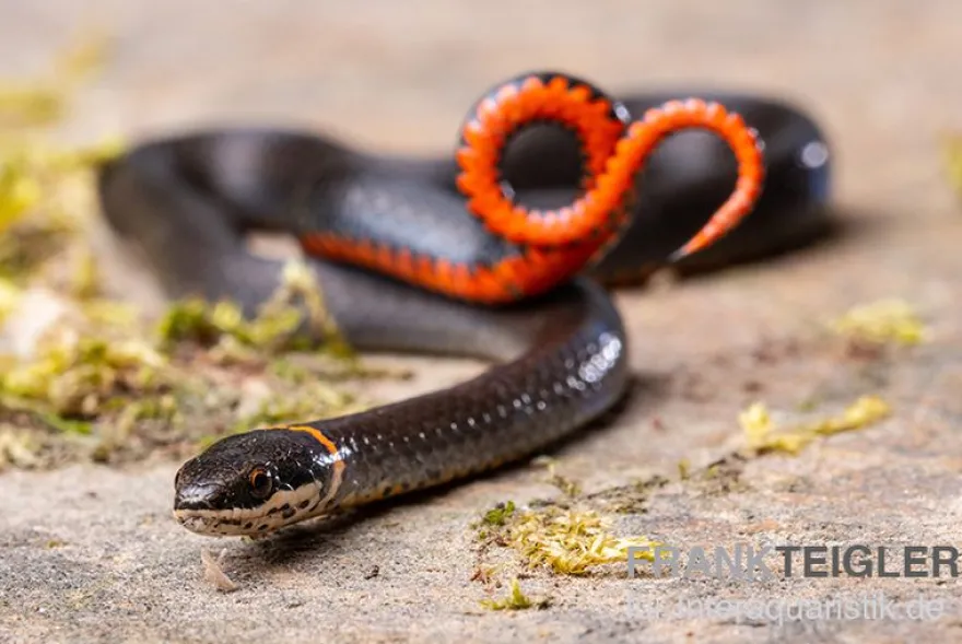 Halsbandnatter, Diadophis punctatus