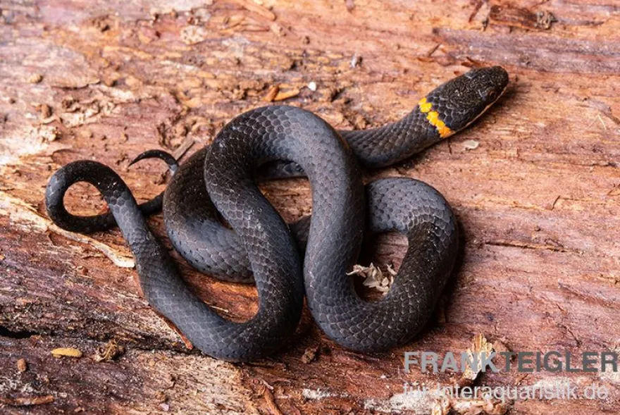 Halsbandnatter, Diadophis punctatus