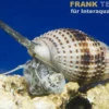 Halsband-Sandschnecke, Nassarius distortus