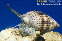 Halsband-Sandschnecke, Nassarius distortus